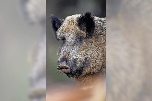 Jagd soll Ausbreitung der Schweinepest verhindern