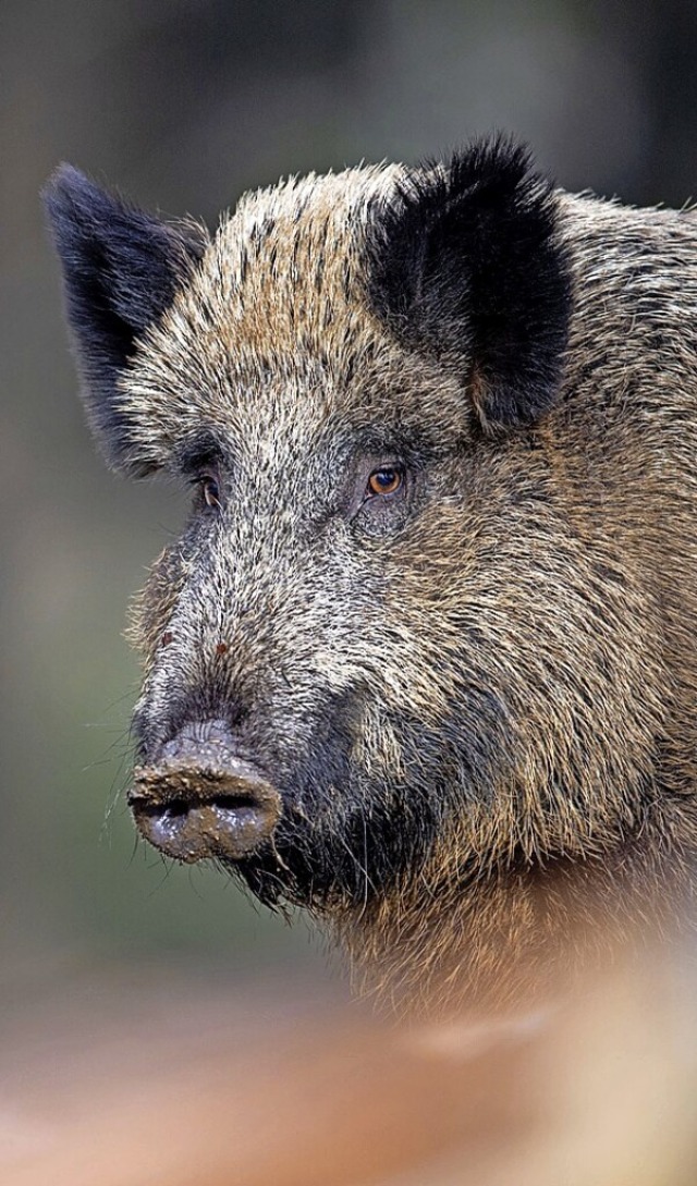 Wildschweine geraten ins Visier der Jger.  | Foto: Lino Mirgeler (dpa)