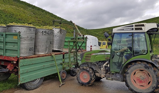 Weinlese am Buchholzer Rebberg im September  | Foto: Gerhard Walser