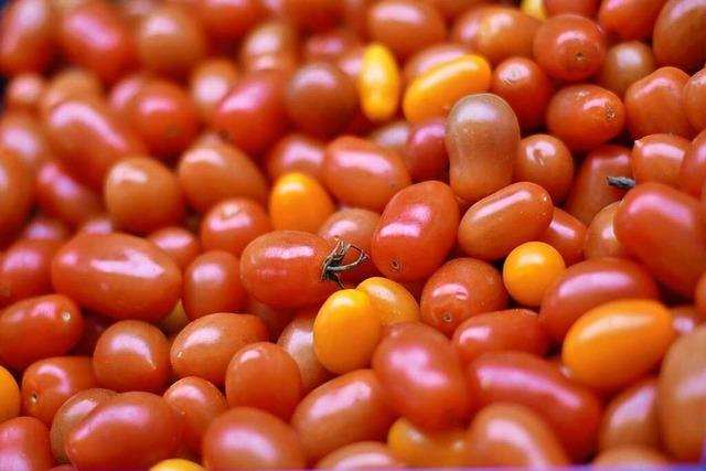 In der Region Freiburg wachsen noch immer heimische Tomaten und Paprika