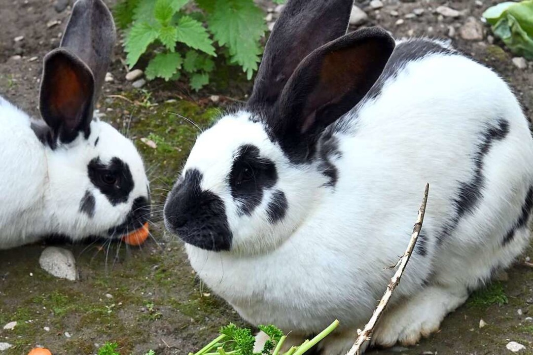 Kaninchen sind die Leidenschaft des Kleintierzuchtvereins in Öflingen.  | Foto: Thomas Kunz
