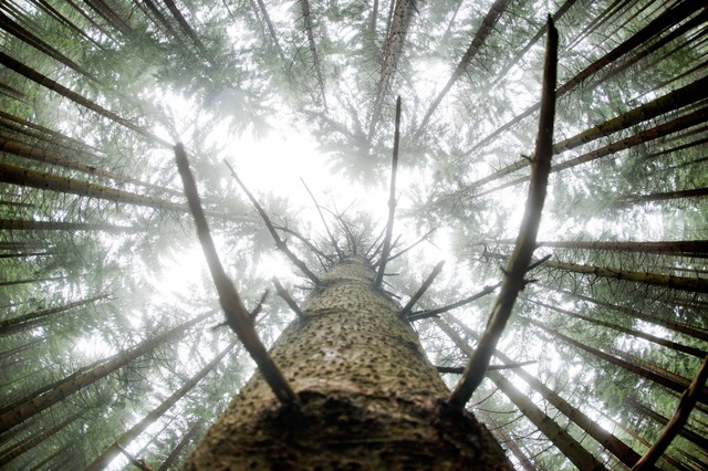 2023 soll der Todtmooser Wald wieder Gewinn abwerfen.  | Foto: Julian Stratenschulte