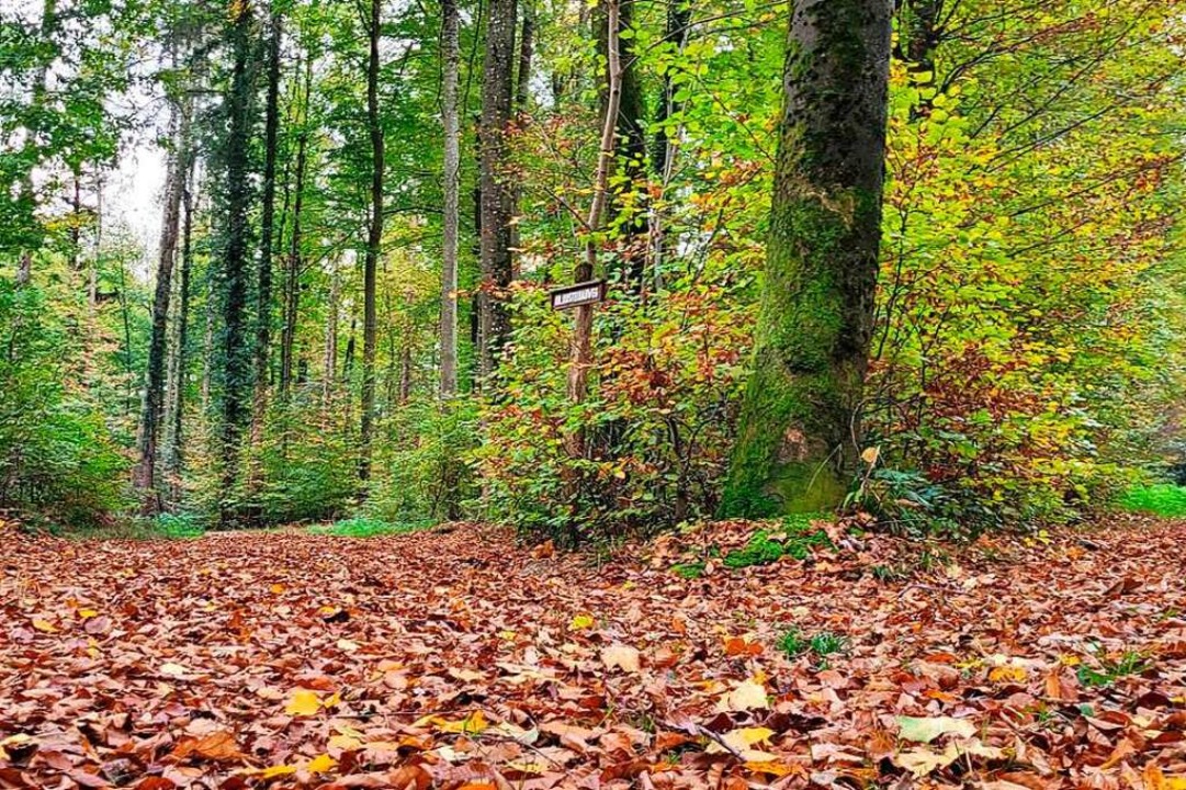Der Boden ist mit Blättern bedeckt, da...edoch nach wie vor auf den Laubbäumen.  | Foto: Heinz und Monika Vollmar