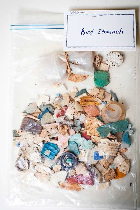 Die Teilchen in der Plastiktte  wurden in einem einzigen Vogelmagen gefunden.  | Foto: Michael Amendolia