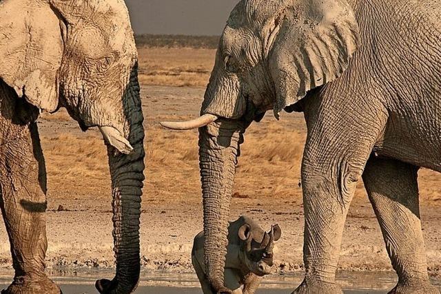 Es gibt zwei Tage Multivisionsvortrge zu Afrika in Bad Krozingen