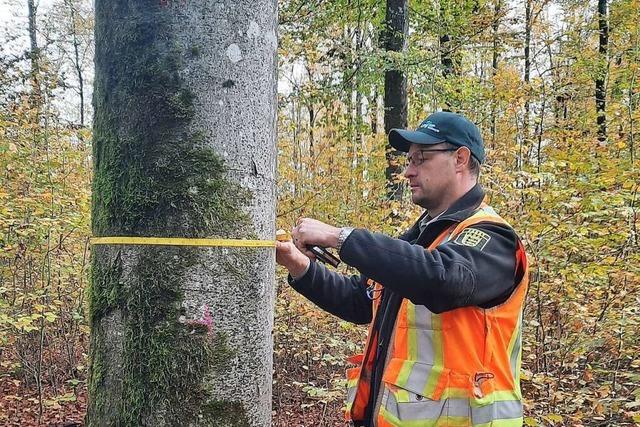 Schopfheimer Baum-Vermessung zeigt, wie viel der Wald wirklich wchst