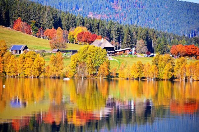 Bunt und vielfltig ist der Wald im Landkreis wie hier am Schluchsee.  | Foto: Kathrin Blum