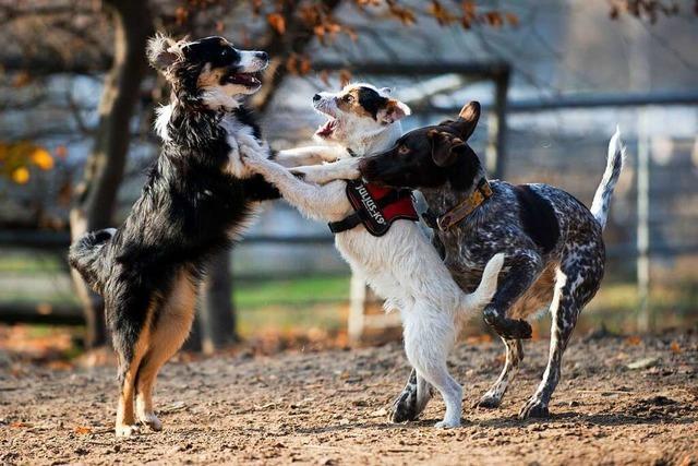 Eine Hundewiese im Lörracher Grüttpark hat keine Chance