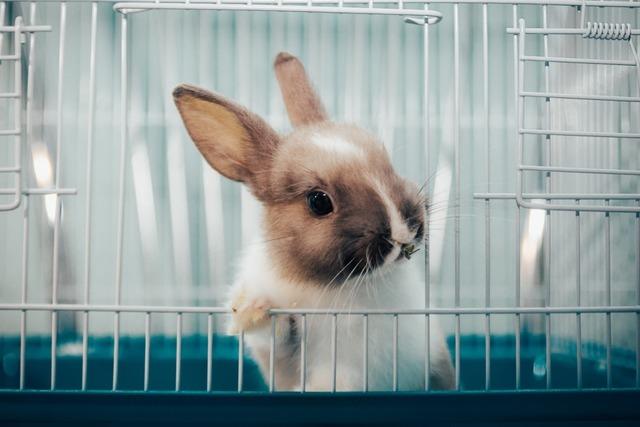 Wie das Lrracher Veterinramt das Tierwohl bei Kleintierausstellungen kontrolliert