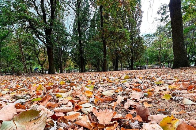 Die Hitze im Sommer sorgte fr Stress ...iese Weise khlere Bereiche entstehen.  | Foto: Hans-Peter Mller