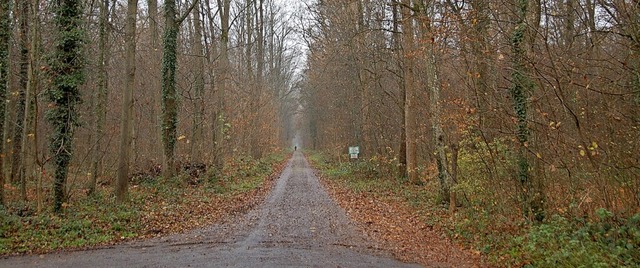 Der Reuter Gemeindewald ist ein beliebter Brennholzlieferant.  | Foto: Pia Grttinger