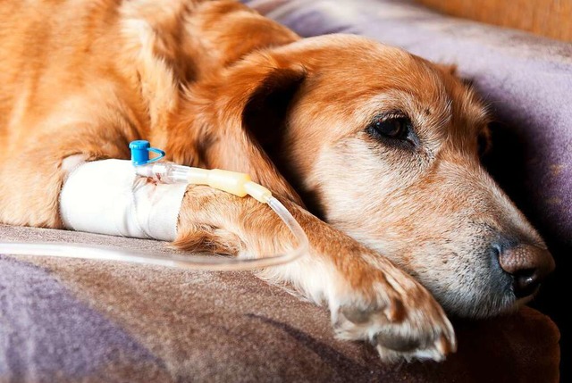 Anders als auf diesem Bild zu vermuten...htigen Veterinrs sehr gelitten haben.  | Foto: ibreakstock (stock.adobe.com)