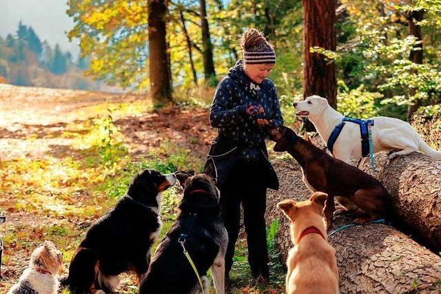 Dogwalkerin aus March ist mit bis zu 14 Hunden unterwegs