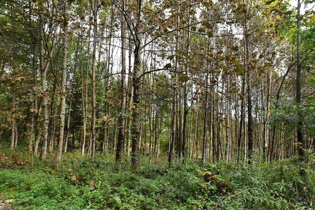 Waldstck bei Karsau &#8211; der Besta...lzern ist im Gemeindewald sehr gering.  | Foto: Maja Tolsdorf