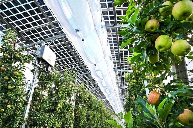 Unten Obst, oben Sonnenstrom: eine Agri-PV-Anlage in Kressbronn  | Foto: Felix Kstle (dpa)