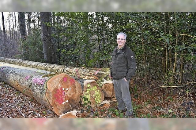 Wie sich der Wald entwickelt hat