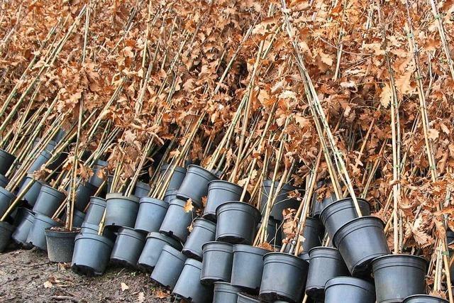 4000 Eichen sollen in Efringen-Kirchen gepflanzt werden