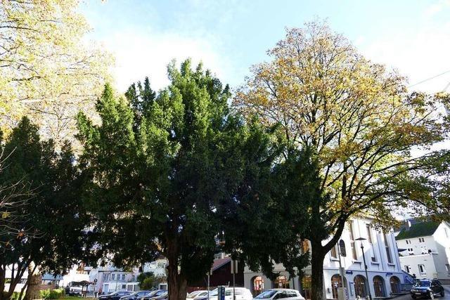 Waldkirch pflanzt fr jeden gefllten Baum einen neuen