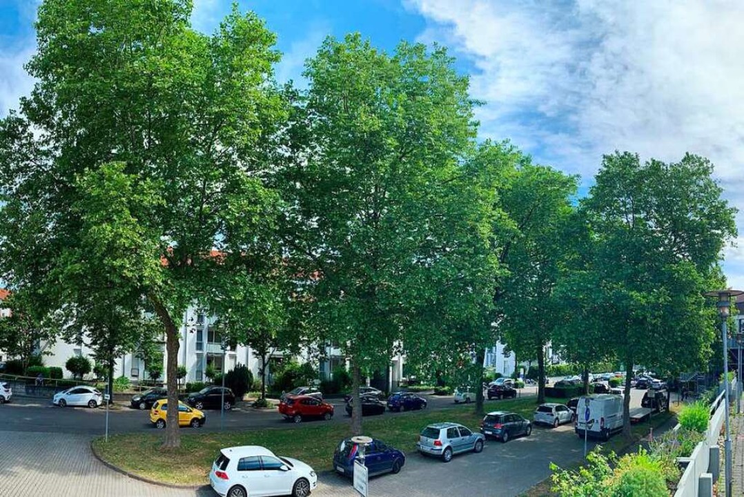 Ihre Tage sind gezhlt: Fr den Neubau...mssen nun doch fnf Platanen weichen.  | Foto: Helmut Seller