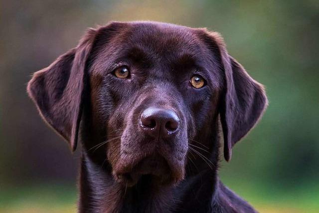 Mann soll im Rhein bei Basel einen Labrador ertrnkt haben