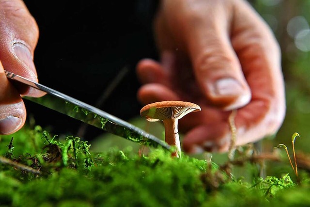 Laut Gesetz  drfen in der Natur wachs...den. Nheres regeln die Landratsmter.  | Foto: Felix Kstle