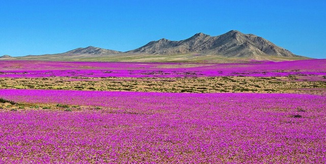 Alle fnf bis zehn Jahre  blhen in de...ometerweite Malventeppiche rosafarben.  | Foto: abriendomundo (stock.adobe.com)