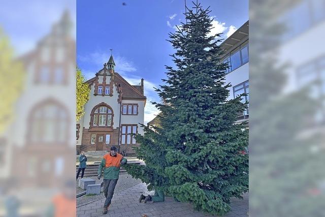 Weihnachtsbaum fr Denzlingen