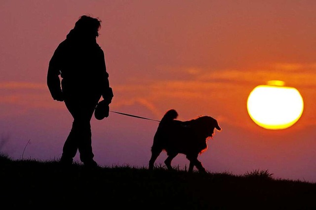 Die Hundehaltung in Neuried wird teurer.  | Foto: Thomas Warnack (dpa)