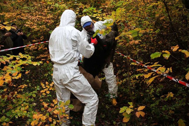 Der mglicherweise kontaminierte Kadaver muss entsorgt werden.  | Foto: Daniela Kutschera / Landratsamt Lrrach