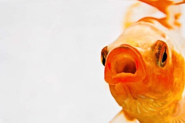 Warum in einem Biotop in Grenzach-Wyhlen Goldfische gettet werden
