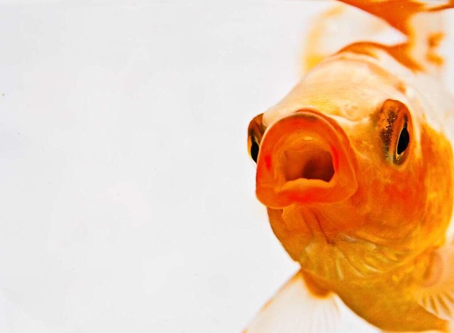 Ein Goldfisch  | Foto: photocase.de/Eselsohren (Hannah Netzer)
