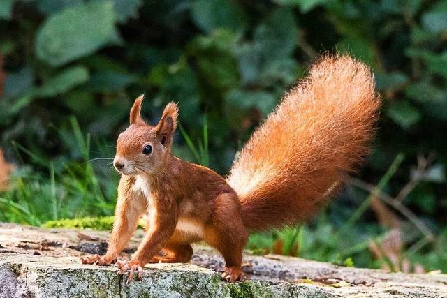 Ein Eichhörnchen im Lörracher Grüttpark