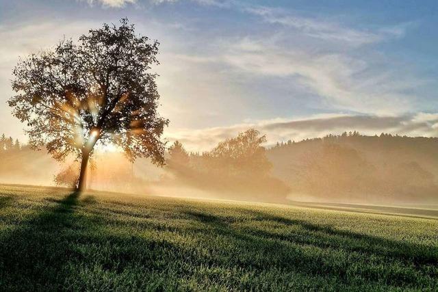 Morgenstimmung im Ernet in Lahr