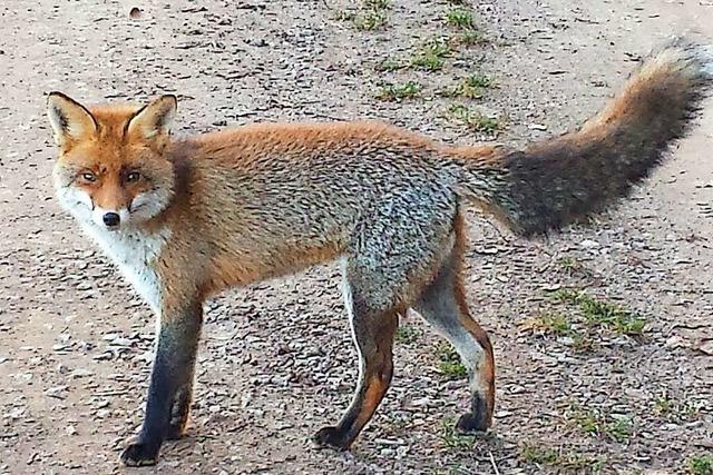 Ein prächtiger Fuchs auf dem Hasenberg bei Seelbach