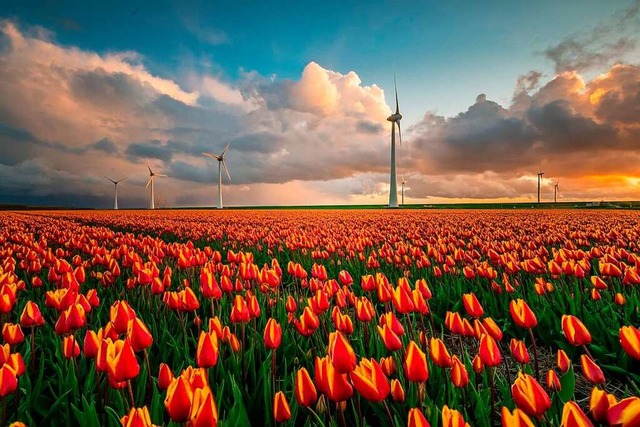 Mehr als 2000 Hektar Bltenpracht: Tulpen im Noordoostpolder  | Foto: Visit Noordoostpolder