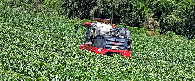 Stefan Rokopf ist neben seinem normalen Beruf auch noch Landwirt.  | Foto: Max Rokopf