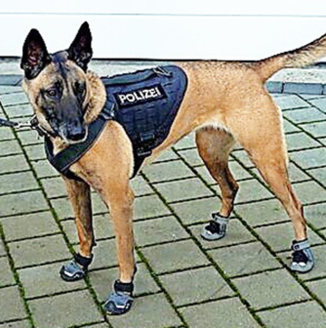 Polizeihund Traudel  | Foto: Jonas Moritz