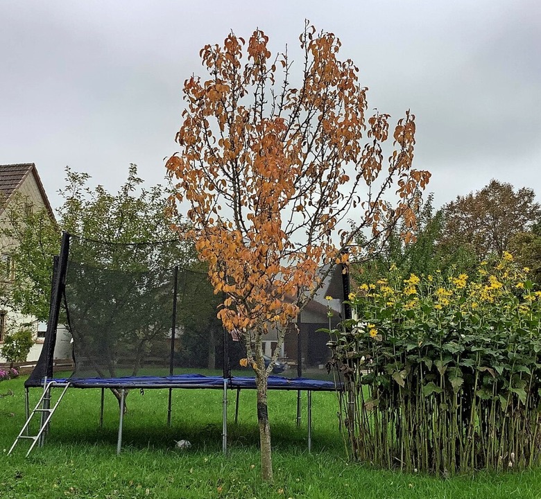 Ein Birnbaum zur Geburt ZischTexte Badische Zeitung