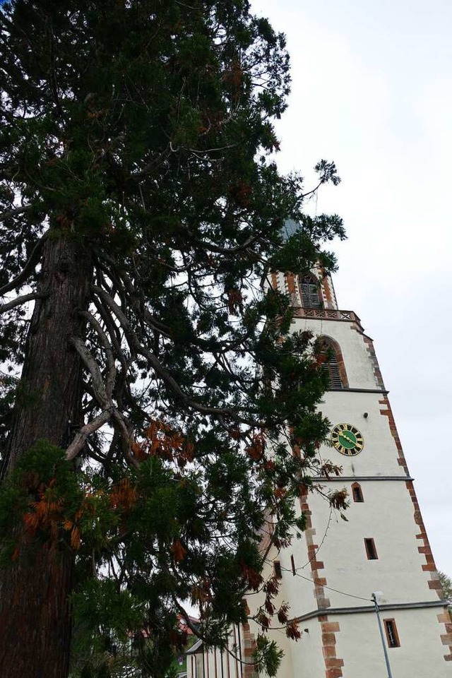 Der Mammutbaum an der Kirche in Eichsel  | Foto: Nicolai Ernesto Kapitz