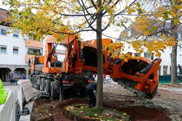 In Bad Krozingens Zentrum sind zwei stattliche Bäume versetzt worden