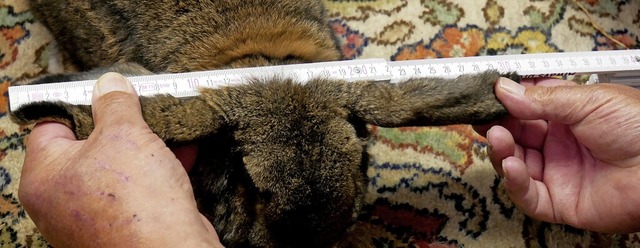 32 Zentimeter: Die Lnge der Lffel be...sen September wieder gemessen worden.   | Foto: Eva Korinth