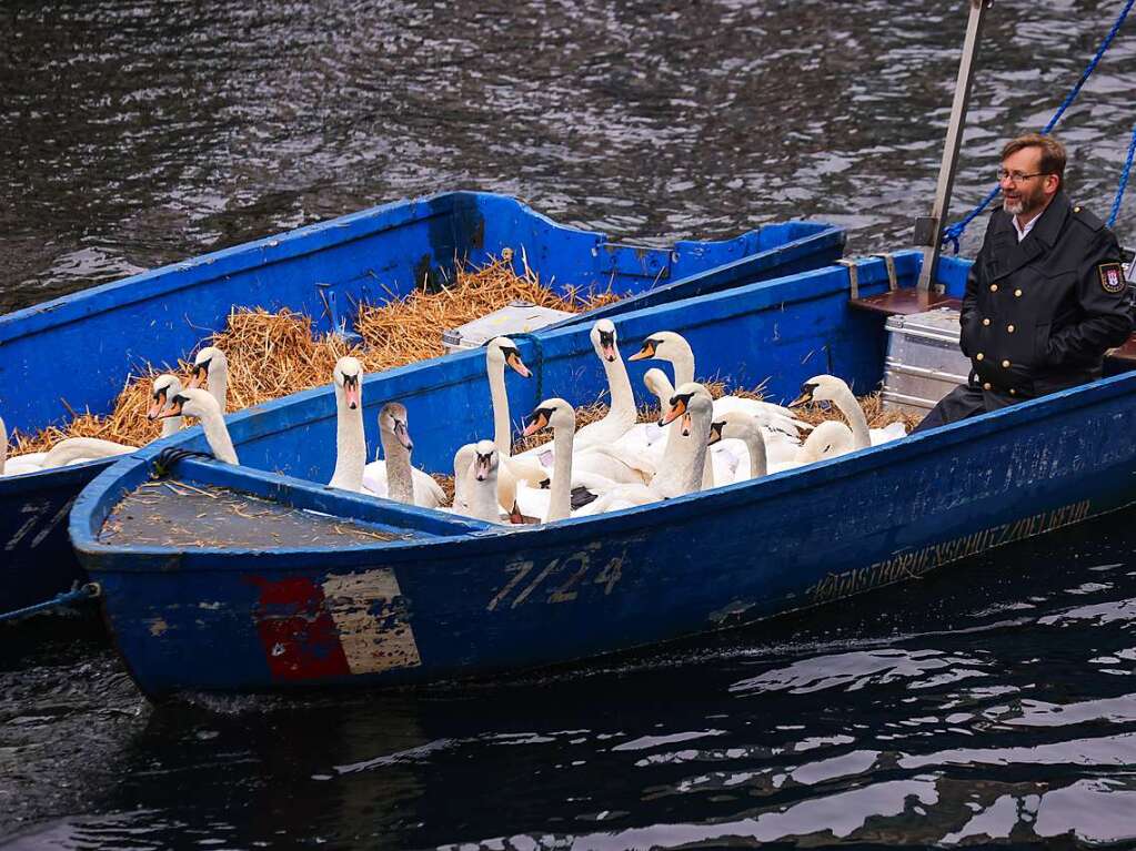 Die Zeit des Schwimmens auf der Alster ist vorbei: Mit den sinkenden Temperaturen geht fr die Schwne wieder zurck in ihr Winterquartier am Eppendorfer Mhlenteich.