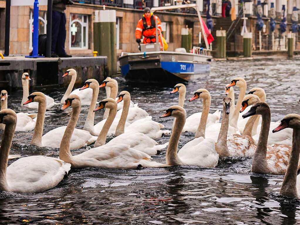 Die Zeit des Schwimmens auf der Alster ist vorbei: Mit den sinkenden Temperaturen geht fr die Schwne wieder zurck in ihr Winterquartier am Eppendorfer Mhlenteich.