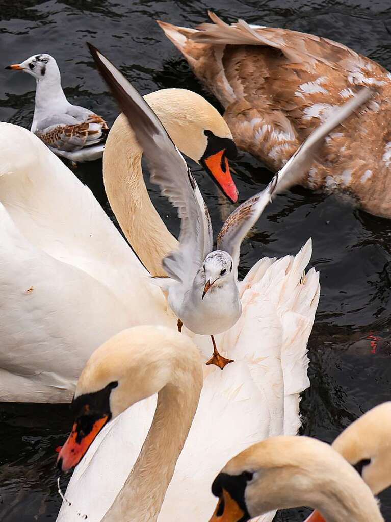 Die Zeit des Schwimmens auf der Alster ist vorbei: Mit den sinkenden Temperaturen geht fr die Schwne wieder zurck in ihr Winterquartier am Eppendorfer Mhlenteich.