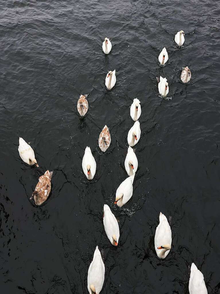 Die Zeit des Schwimmens auf der Alster ist vorbei: Mit den sinkenden Temperaturen geht fr die Schwne wieder zurck in ihr Winterquartier am Eppendorfer Mhlenteich.