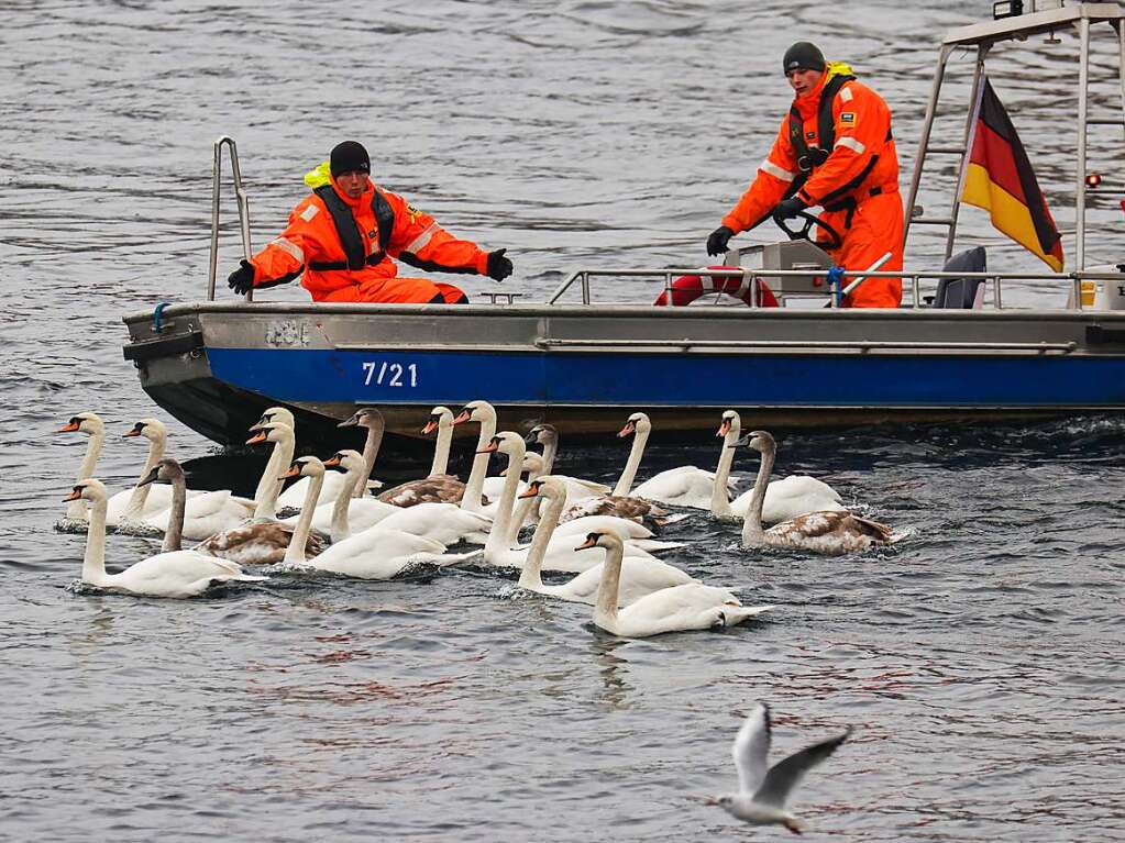 Die Zeit des Schwimmens auf der Alster ist vorbei: Mit den sinkenden Temperaturen geht fr die Schwne wieder zurck in ihr Winterquartier am Eppendorfer Mhlenteich.