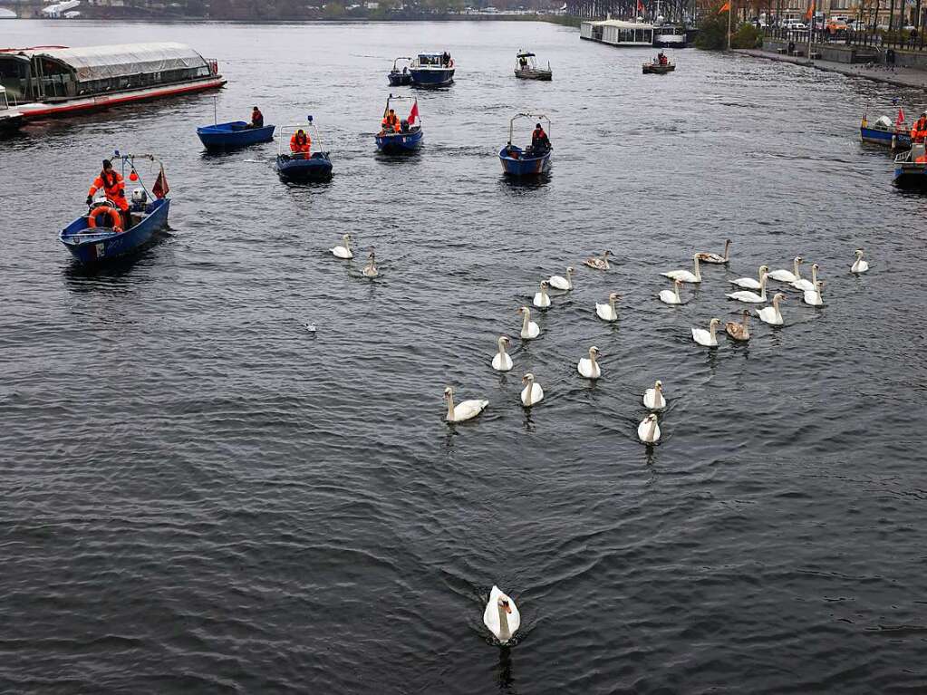 Die Zeit des Schwimmens auf der Alster ist vorbei: Mit den sinkenden Temperaturen geht fr die Schwne wieder zurck in ihr Winterquartier am Eppendorfer Mhlenteich.