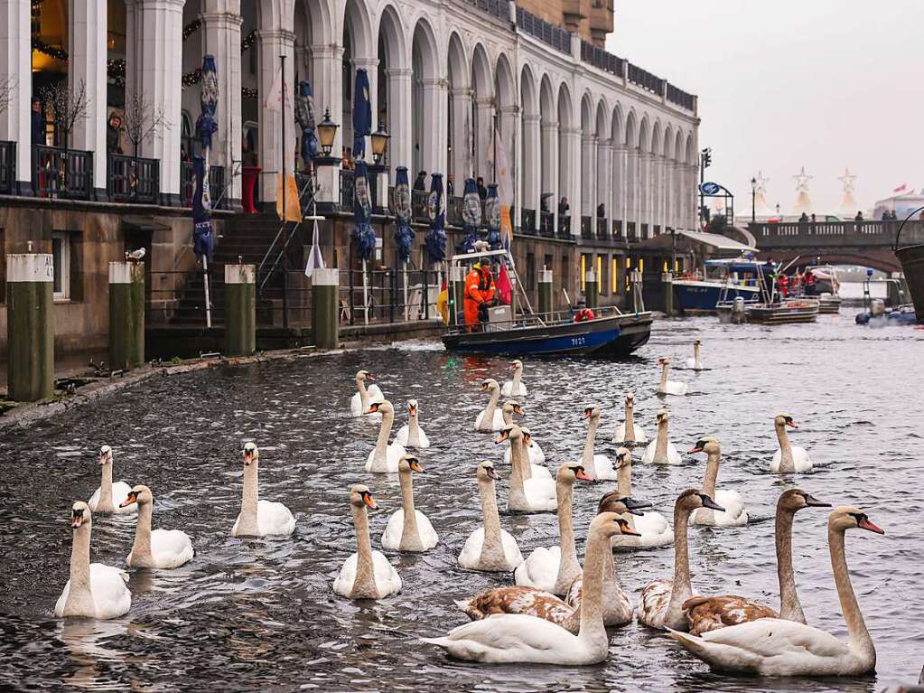 Die Zeit des Schwimmens auf der Alster ist vorbei: Mit den sinkenden Temperaturen geht fr die Schwne wieder zurck in ihr Winterquartier am Eppendorfer Mhlenteich.