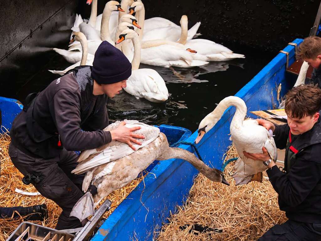 Die Zeit des Schwimmens auf der Alster ist vorbei: Mit den sinkenden Temperaturen geht fr die Schwne wieder zurck in ihr Winterquartier am Eppendorfer Mhlenteich.