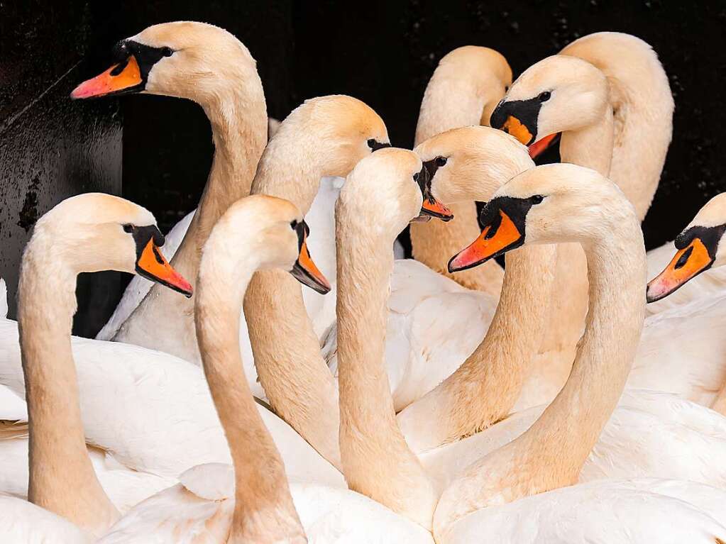 Die Zeit des Schwimmens auf der Alster ist vorbei: Mit den sinkenden Temperaturen geht fr die Schwne wieder zurck in ihr Winterquartier am Eppendorfer Mhlenteich.